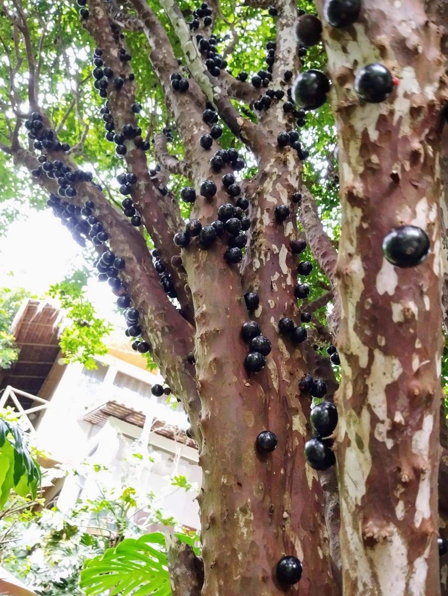 فندق Casa Ranxoxita Itaipava المظهر الخارجي الصورة